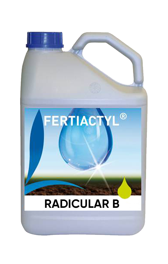 RADICULAR B