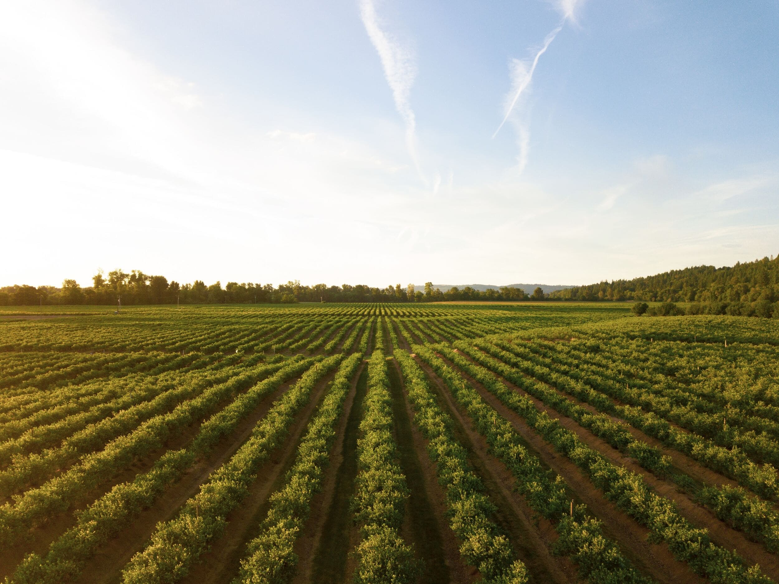 open_field_in_italian_countryside