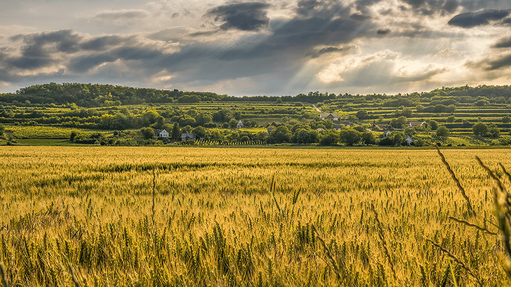 cereali 1 apertura campo con paesaggio