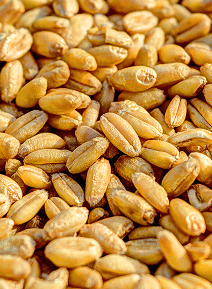 cereali 5 rese