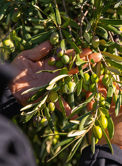 foto olive pianta 1