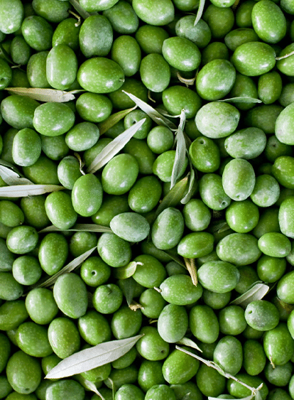 foto olive raccolta 1