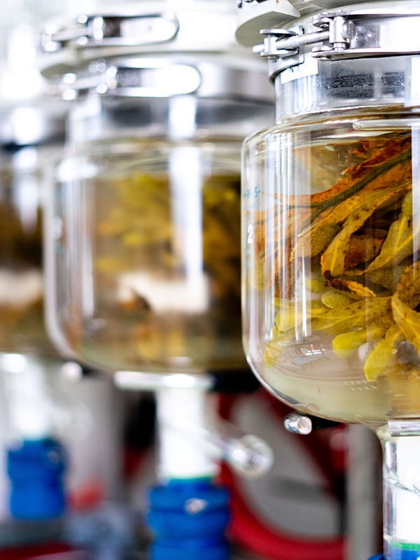 alghe cmi grouperoullier 2