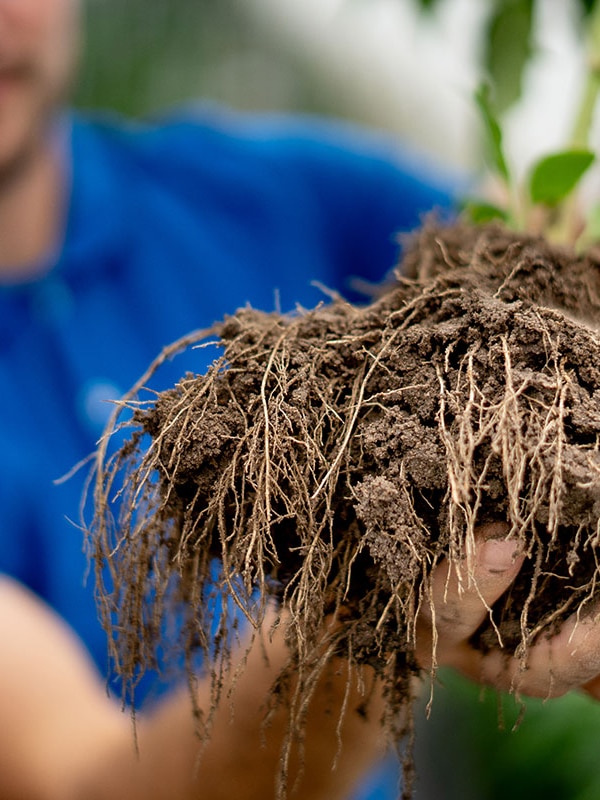 radici atc timacagro