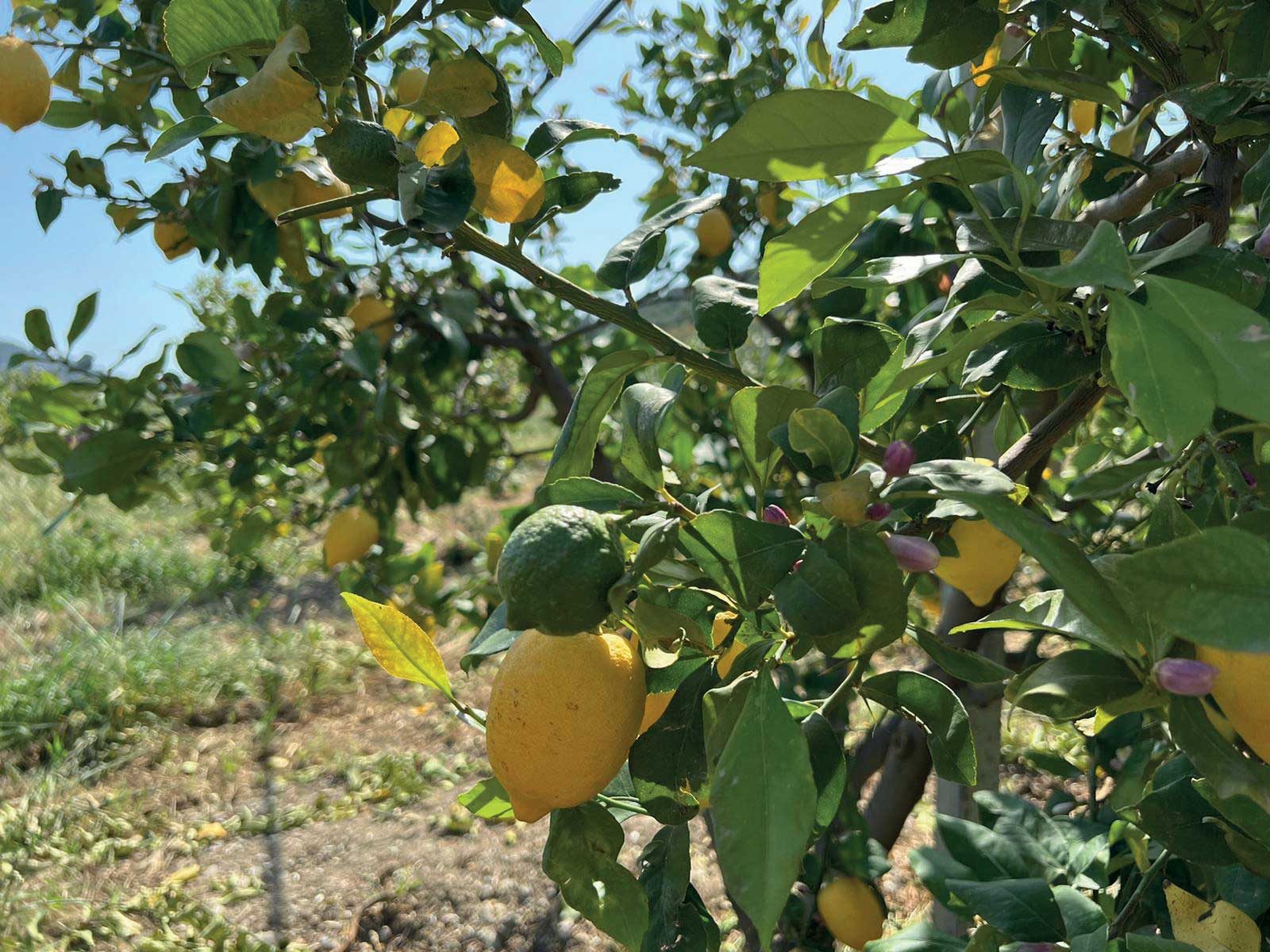 limoni pianta 1