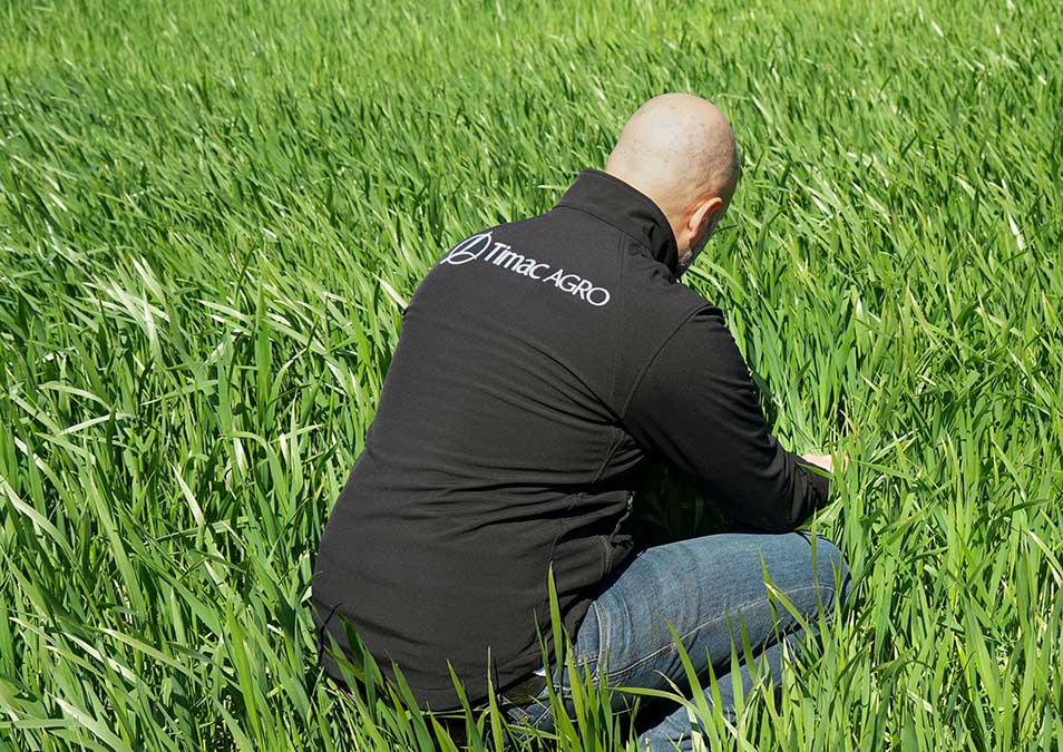 atc campo cereali timacagro