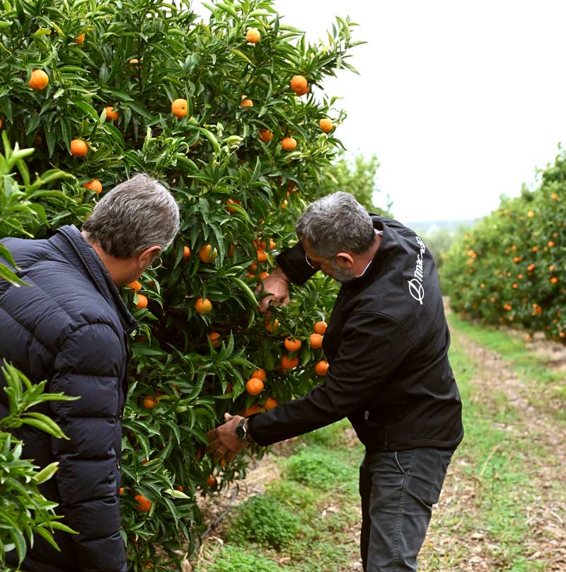 atc campo clementine timacagroitalia