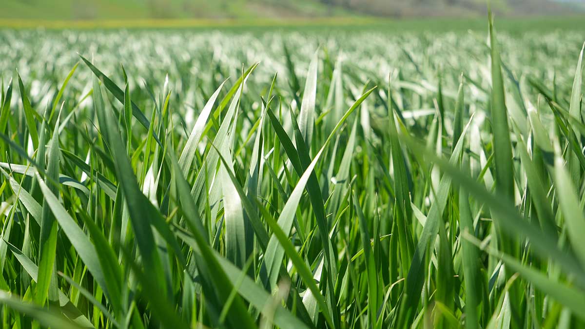 cereali levata timacagro