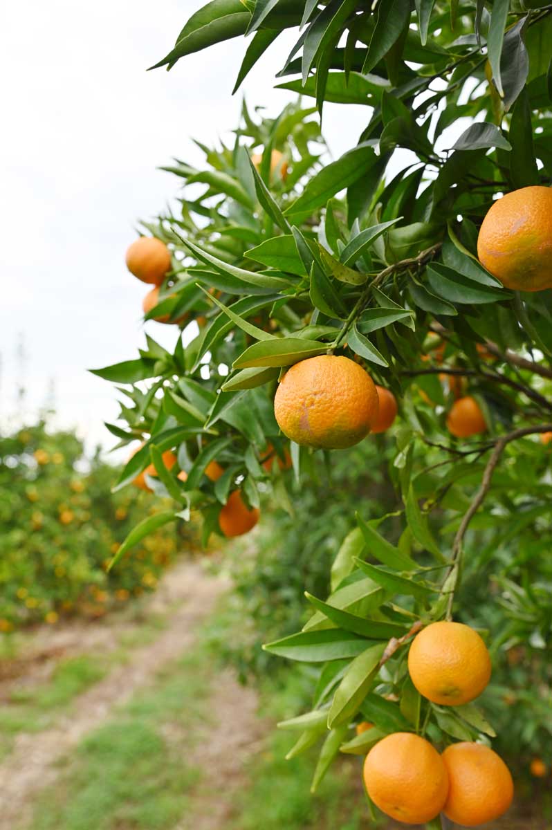 clementine frutto albero timacagroitalia