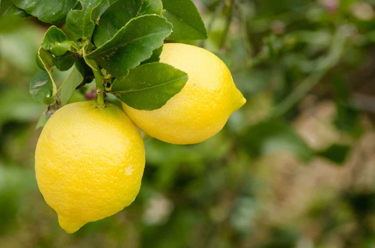 limoni frutto timacagroitalia