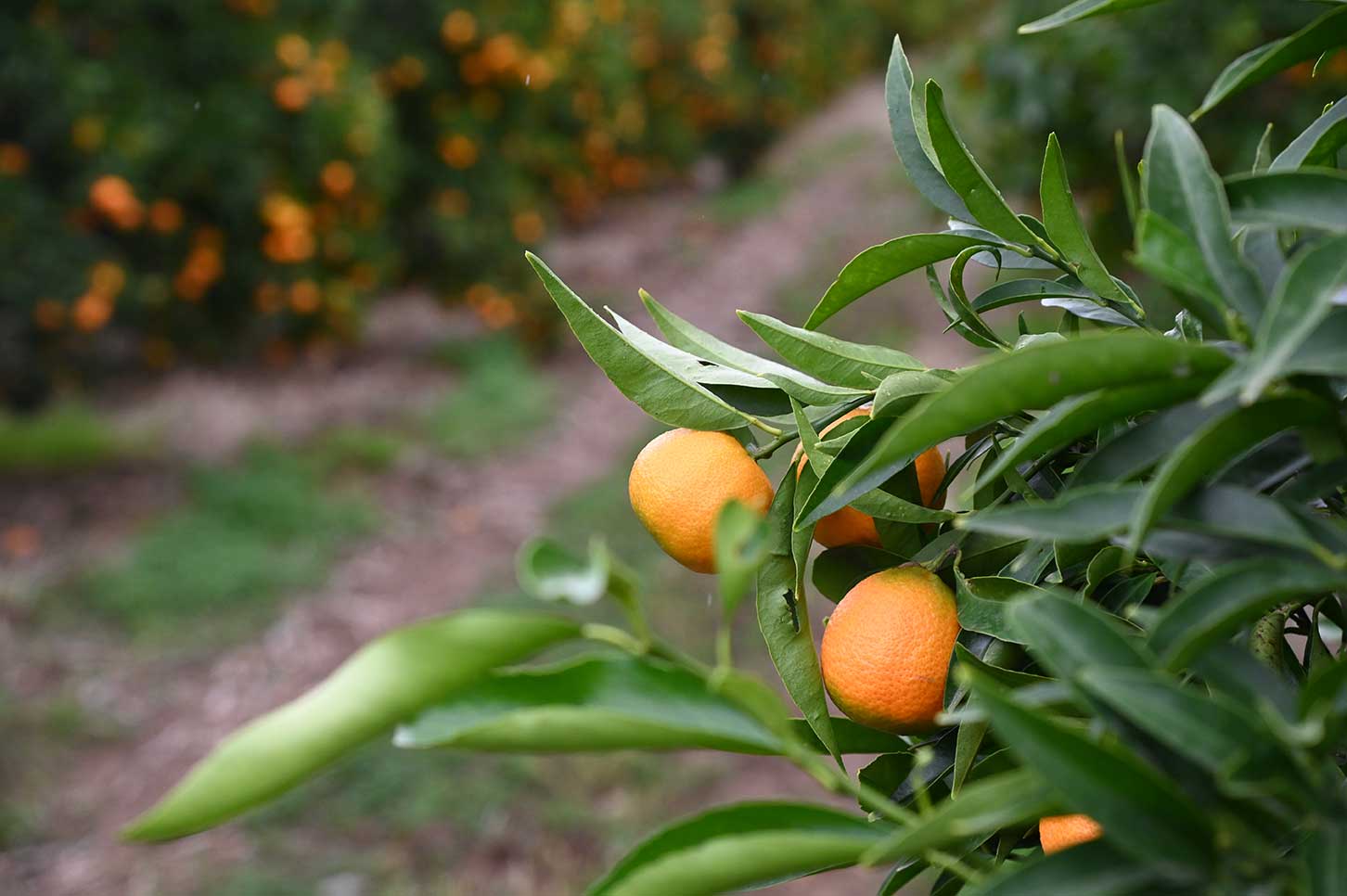 albero clementine timacagroitalia
