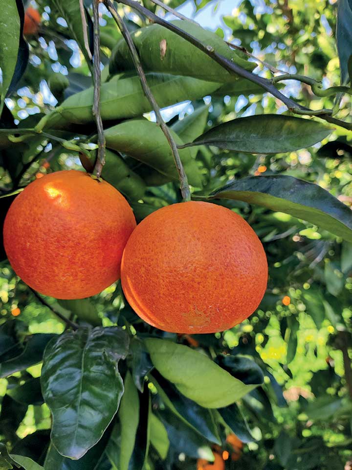 arancio maturazione timacagroitalia