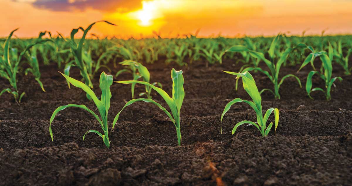 Coltivazione del mais