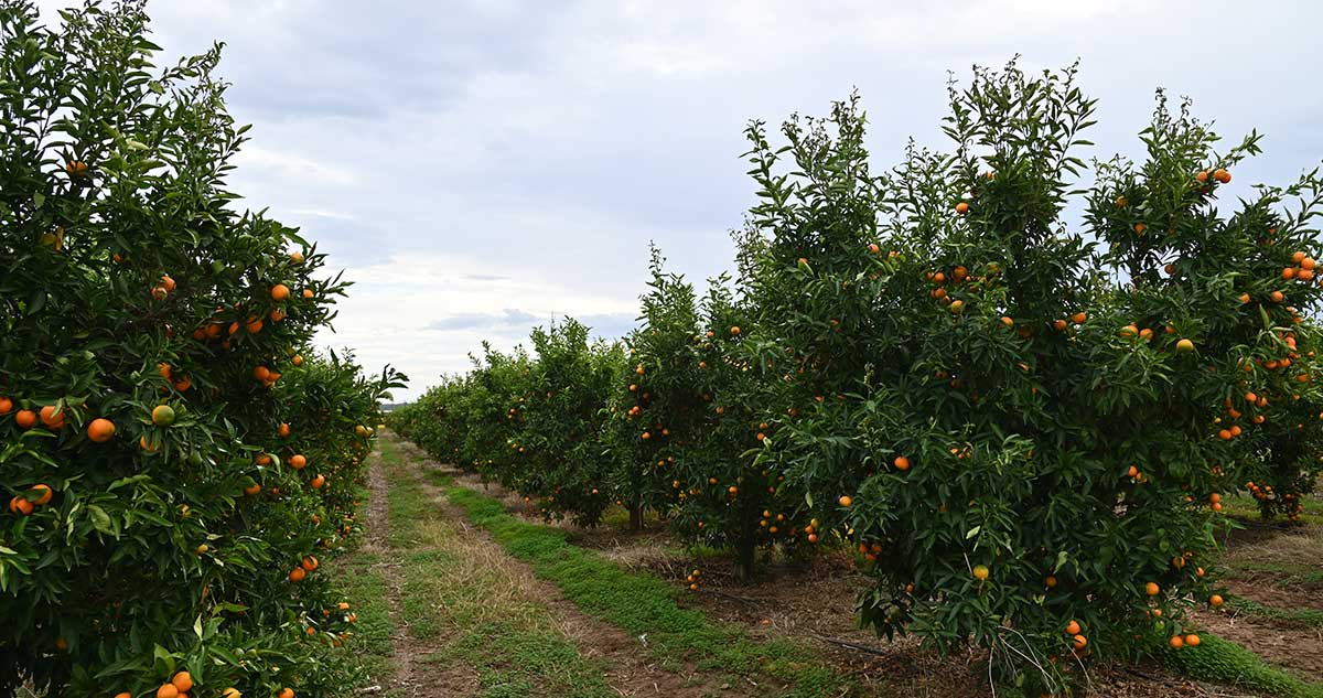frutteto clementine timacagroitalia