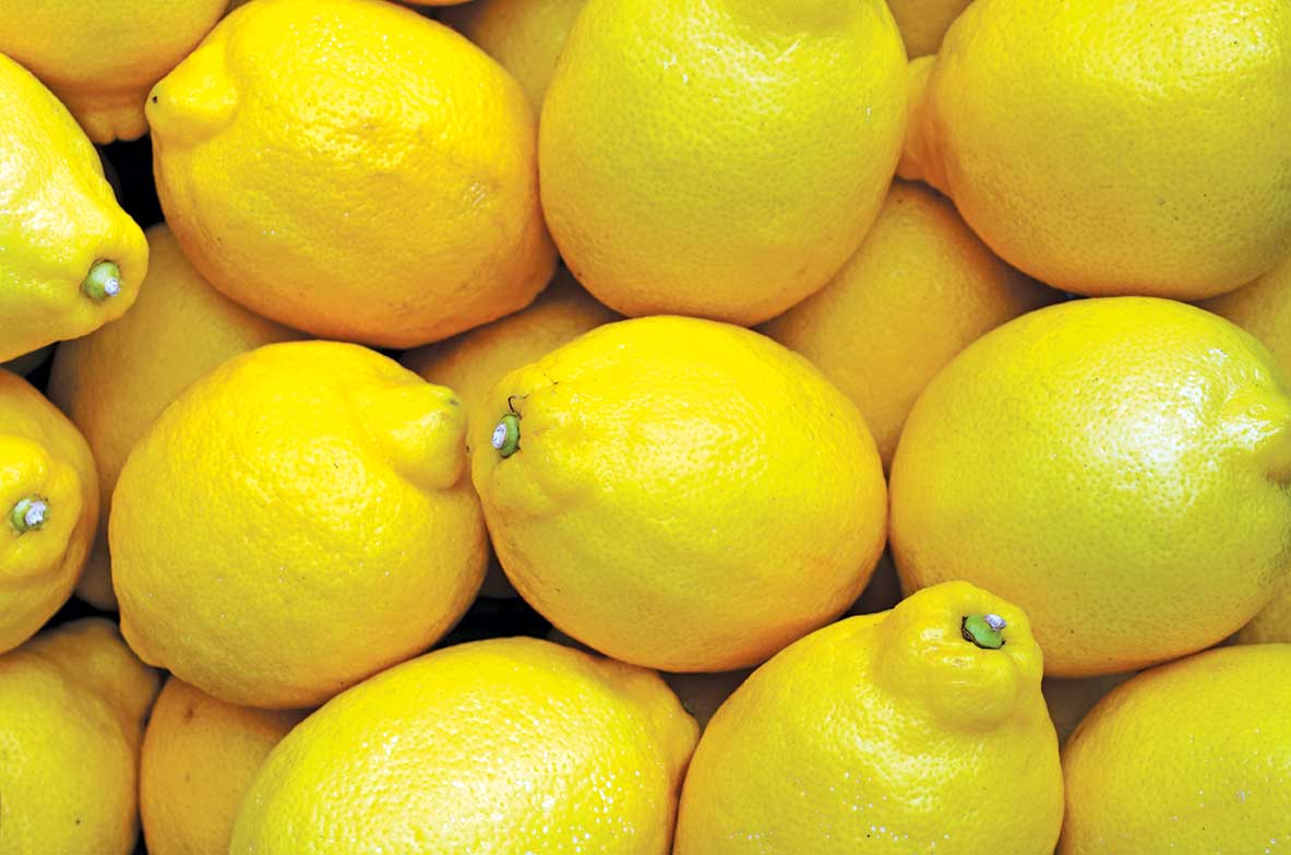 limone frutto timacagroitalia