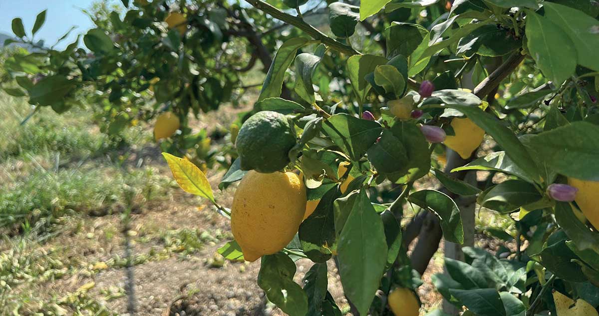 pianta limoni timacagroitalia