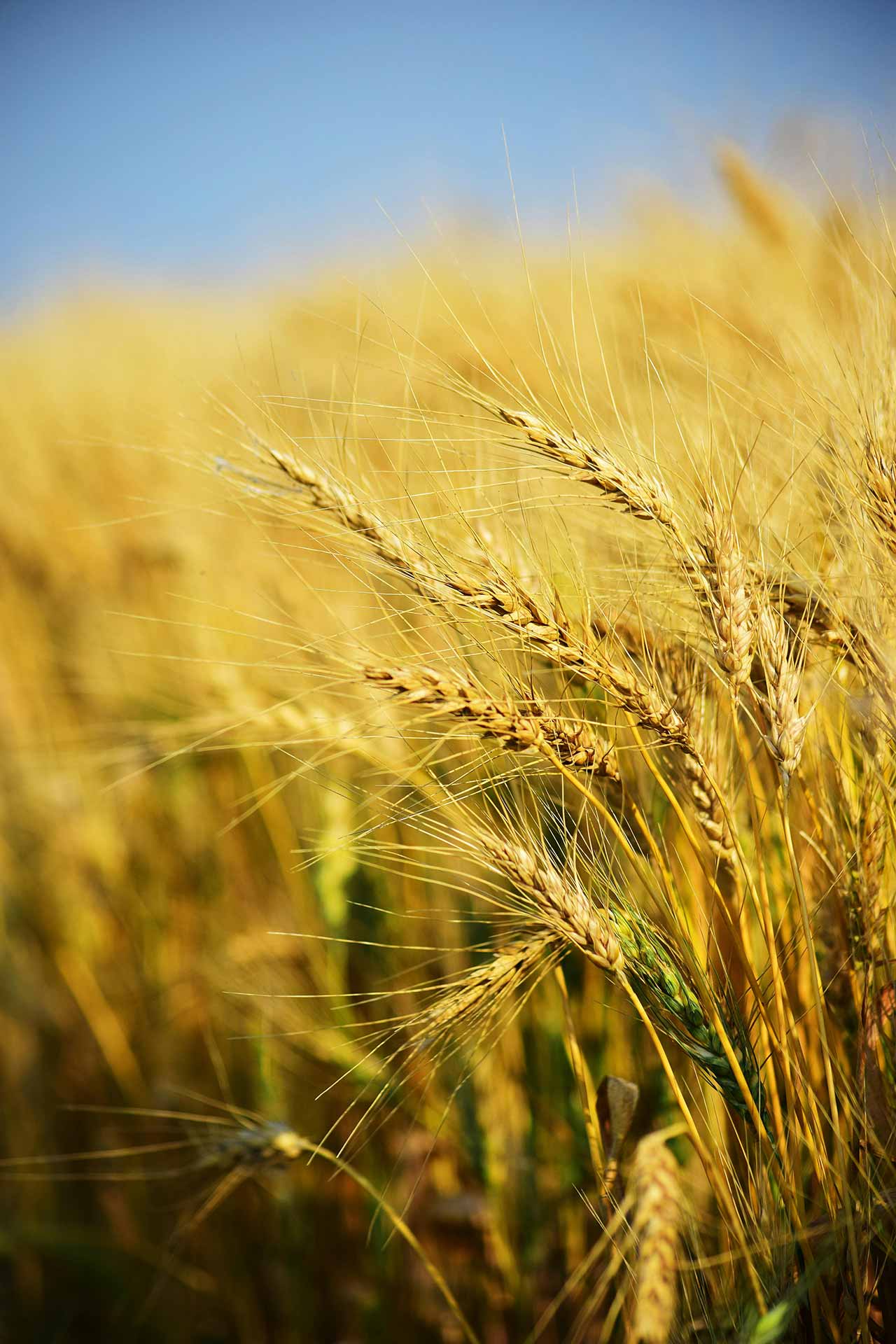 campo frumento italia