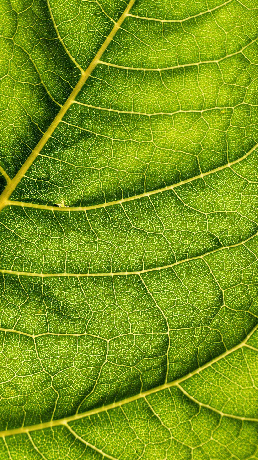 foglia verde timacagroitalia2