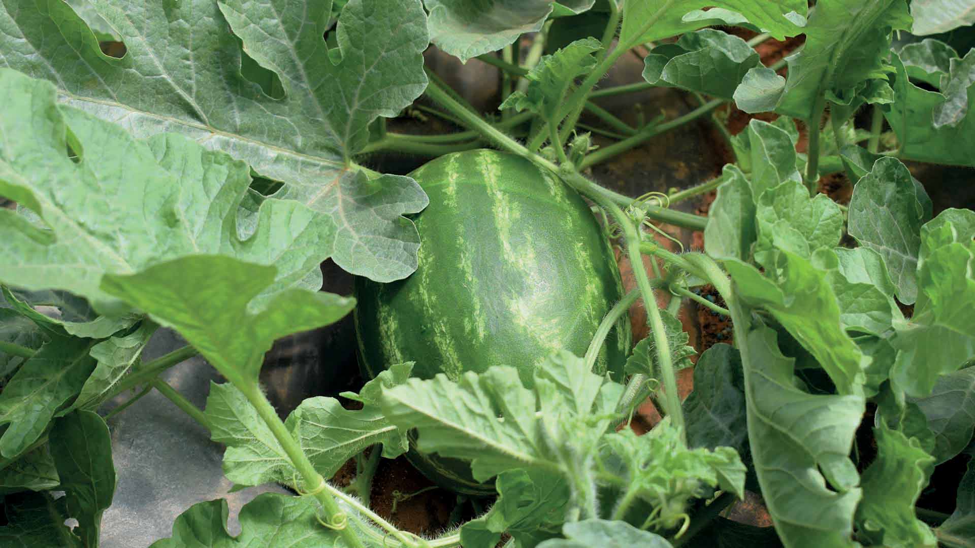 anguria_in_campo