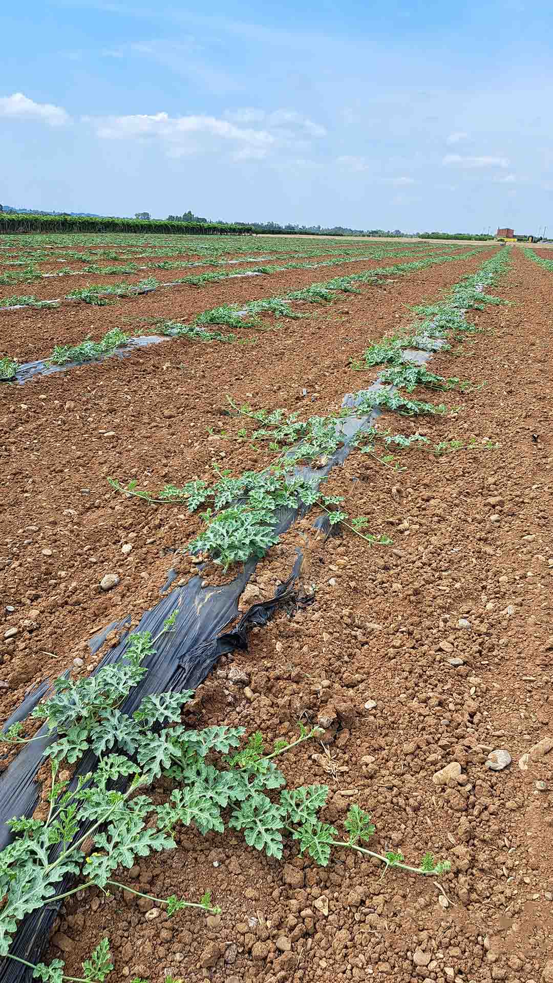 appezzamento_coltivato_a_anguria_in_pieno_campo