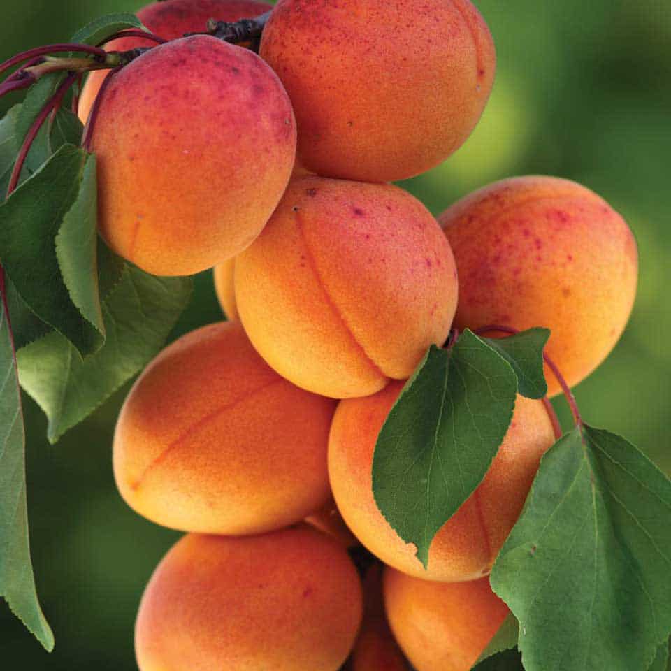 apricot_on_the_tree