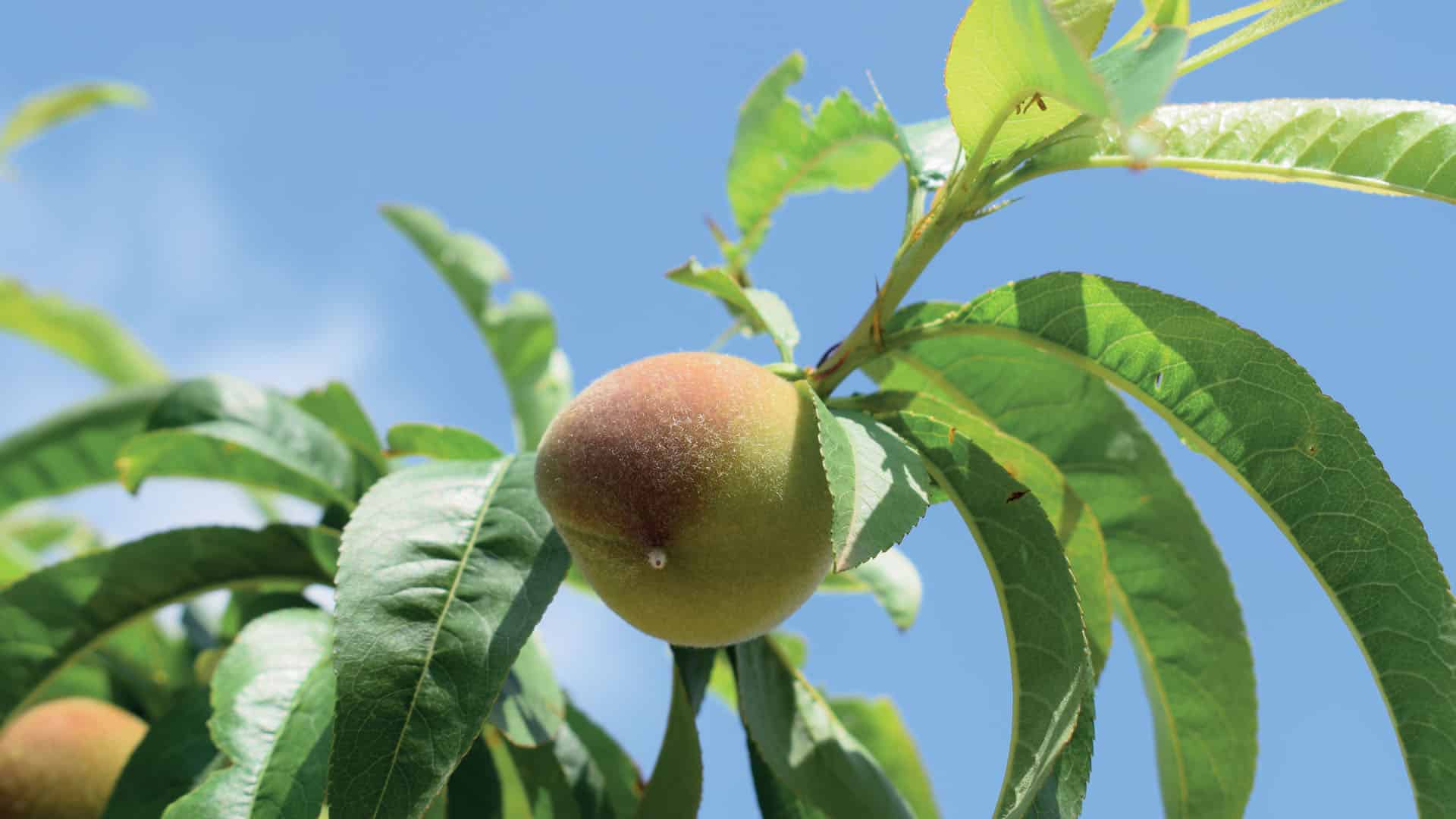 peach_on_the_tree