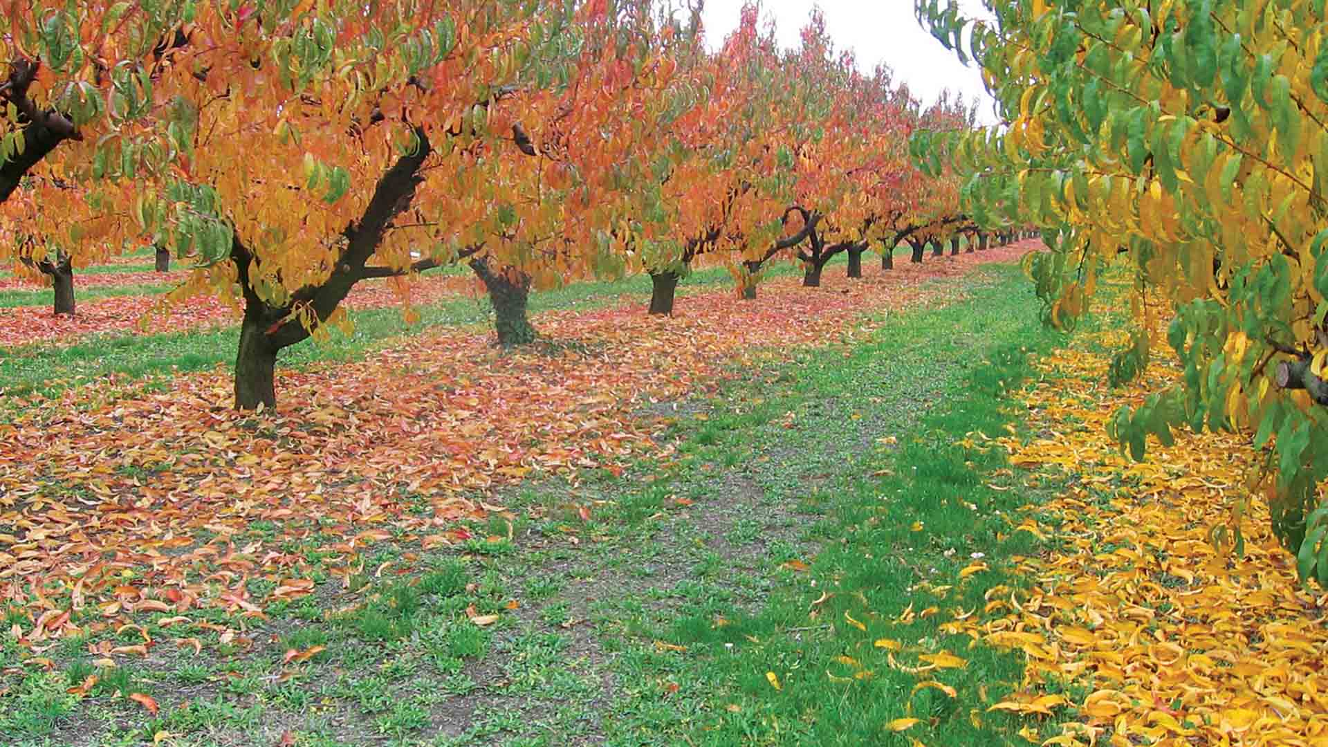 peach_tree_in_Autumn