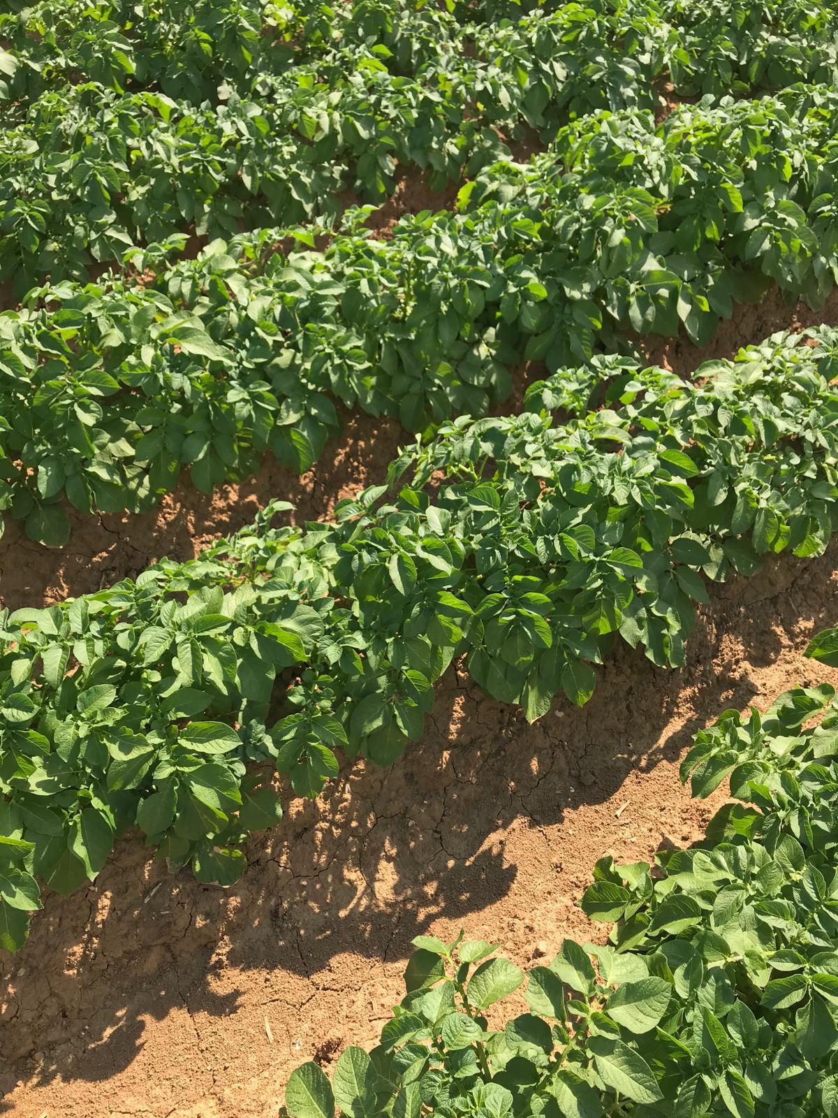 potato_crop_with_green_leaves
