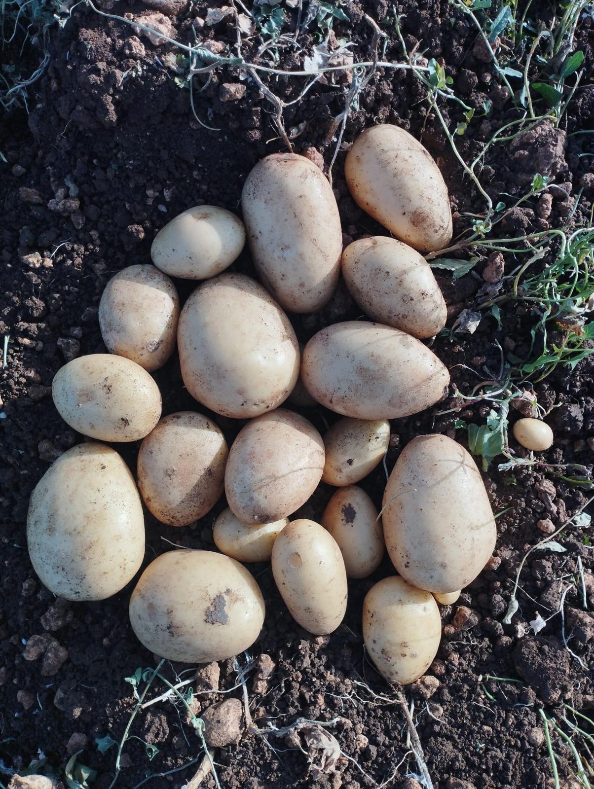 potatoes_in_the_field