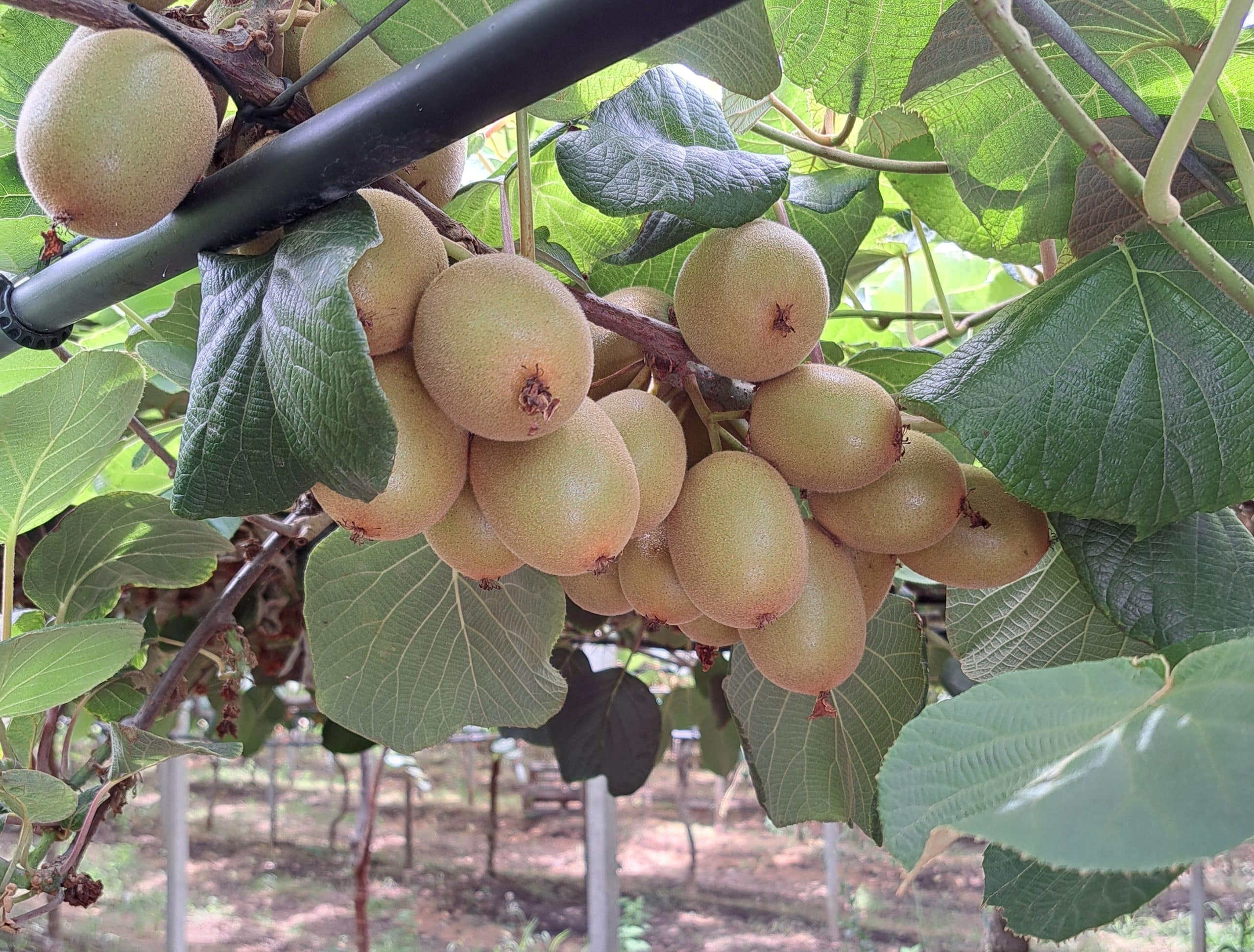 actinidia-giallo-ingrossamento