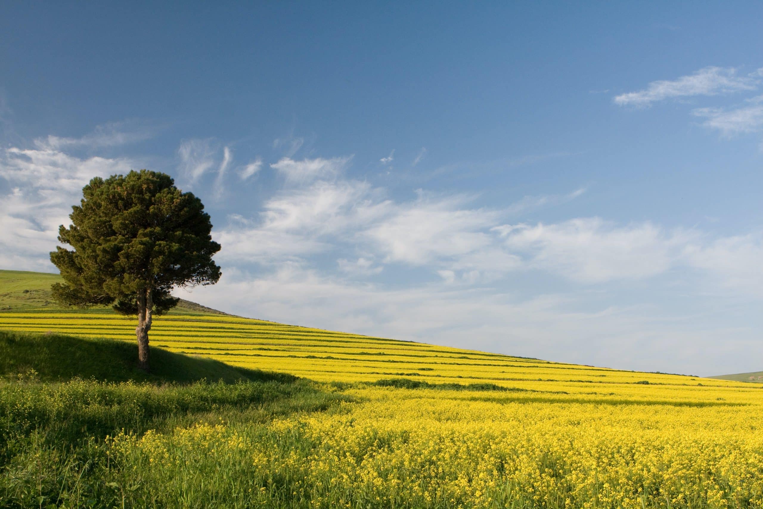 campo-di-colza-sotto-un-cielo-azzurro