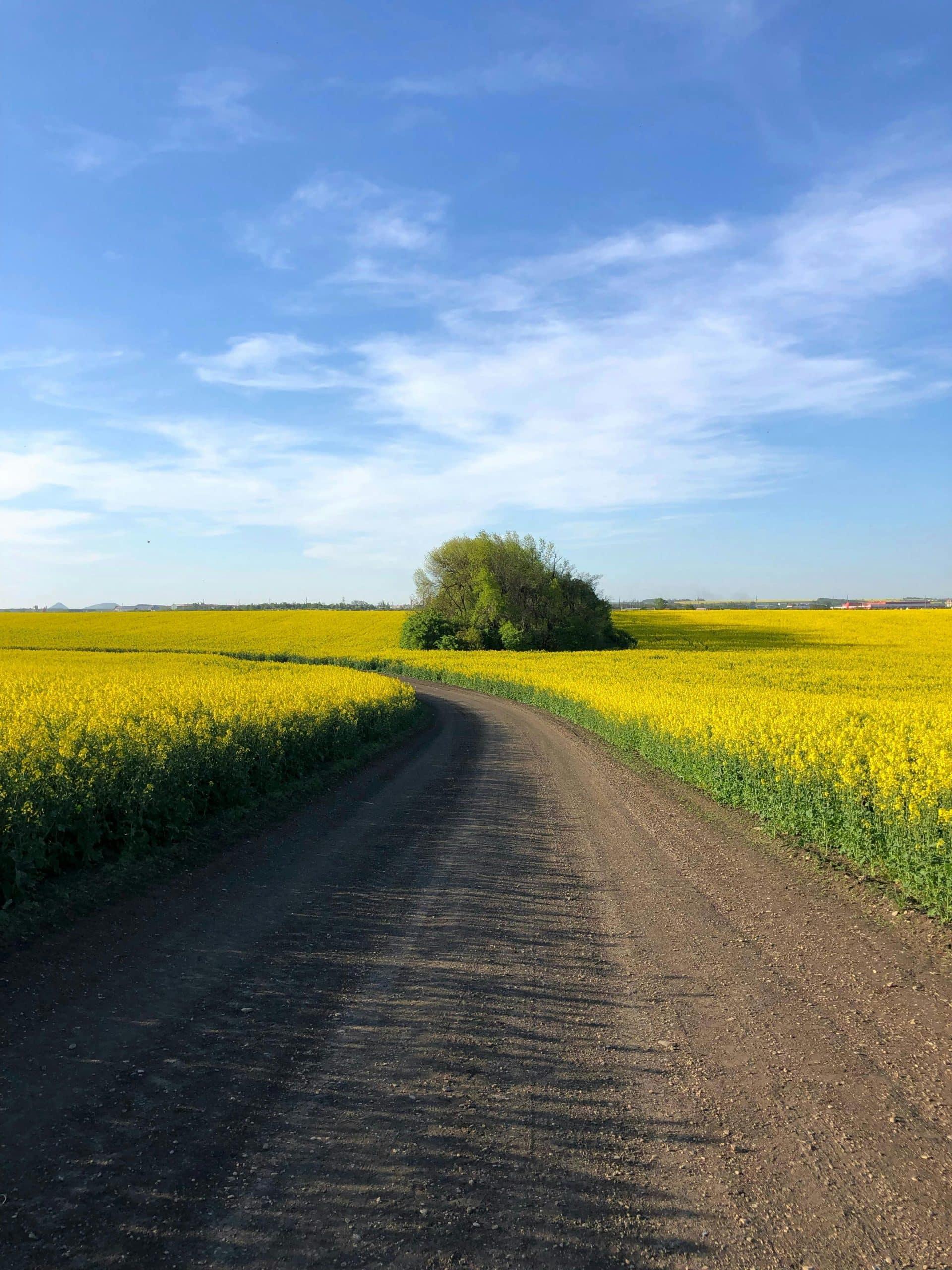 sentiero-che-attraversa-un-campo-di-colza