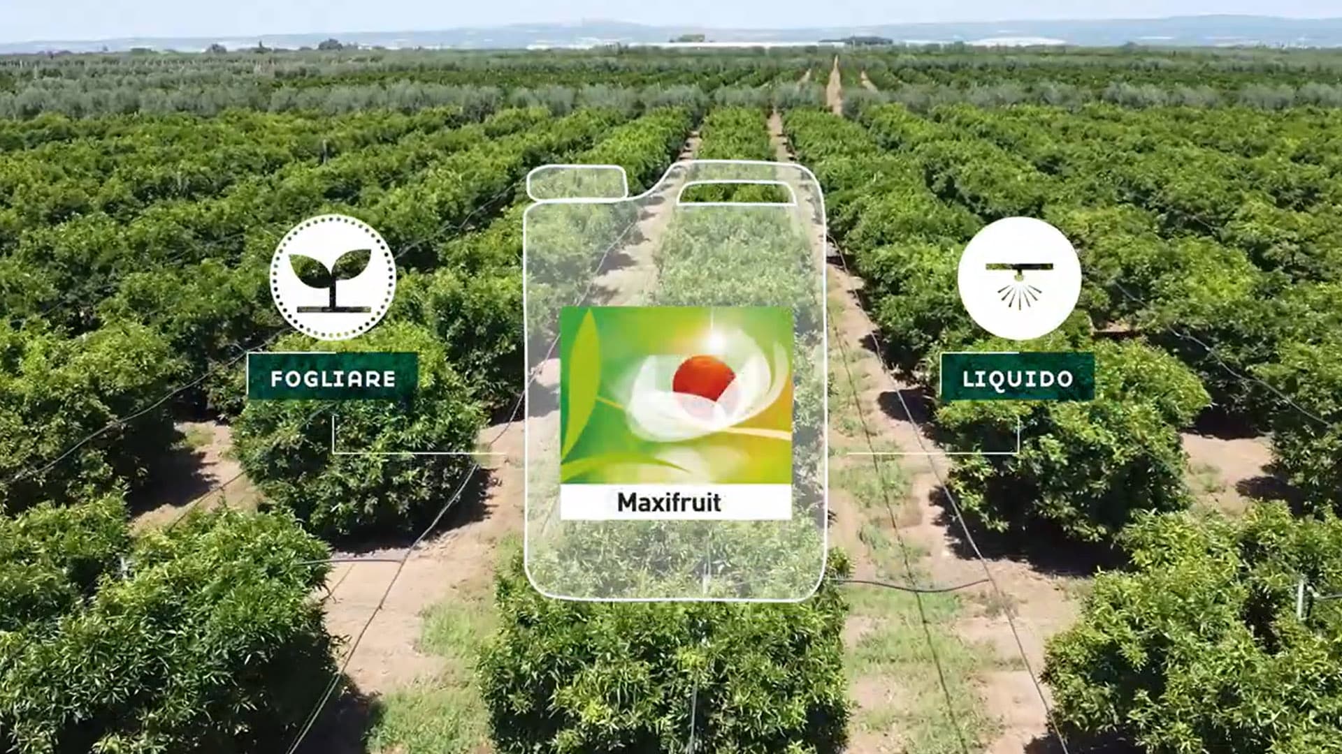 maxifruit