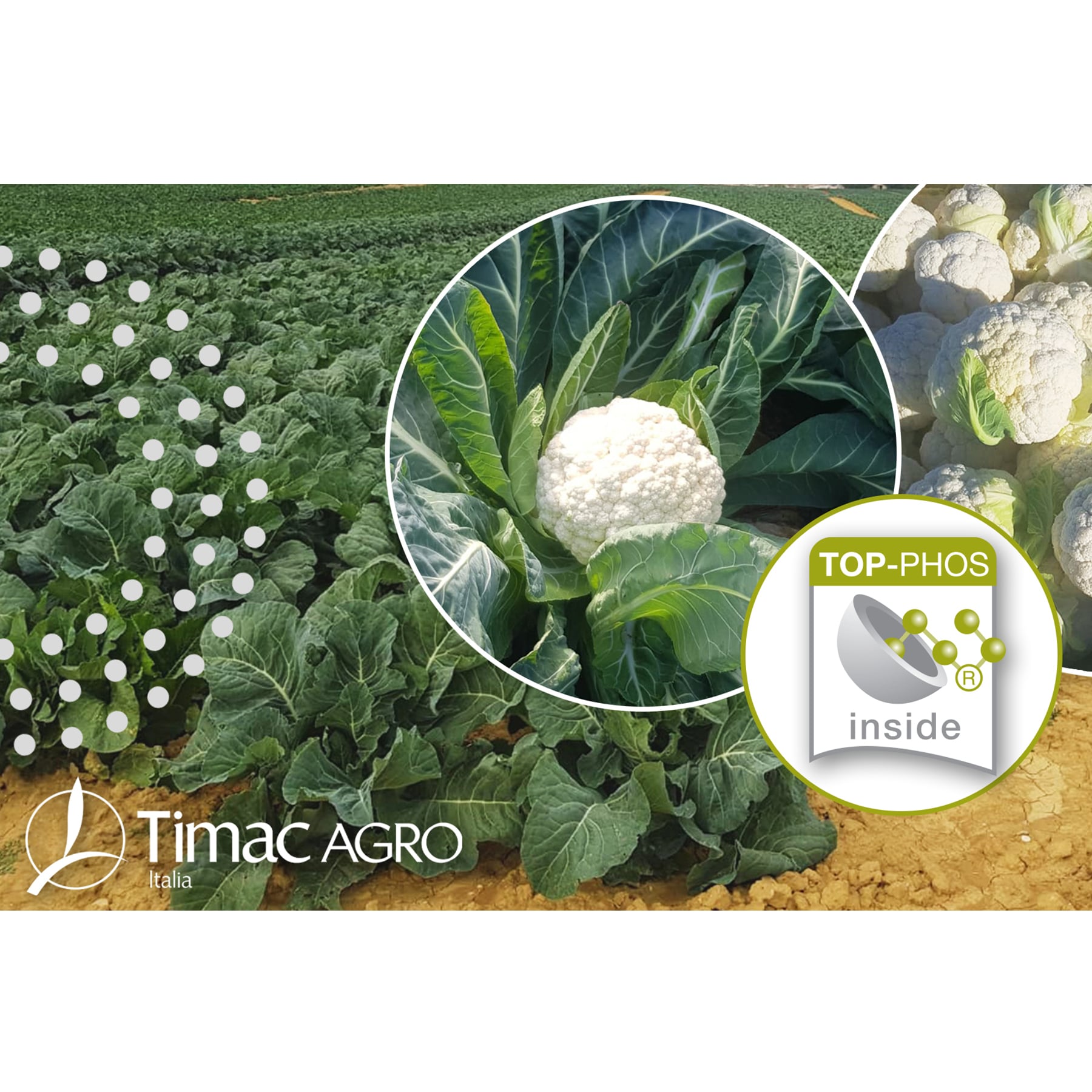 Brassicaceae soluzioni nutrizionali performance